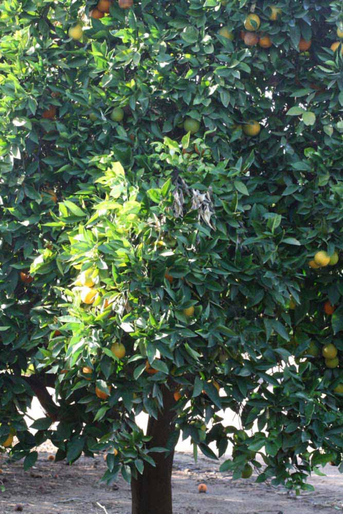            Habit (Riverside, CA)   